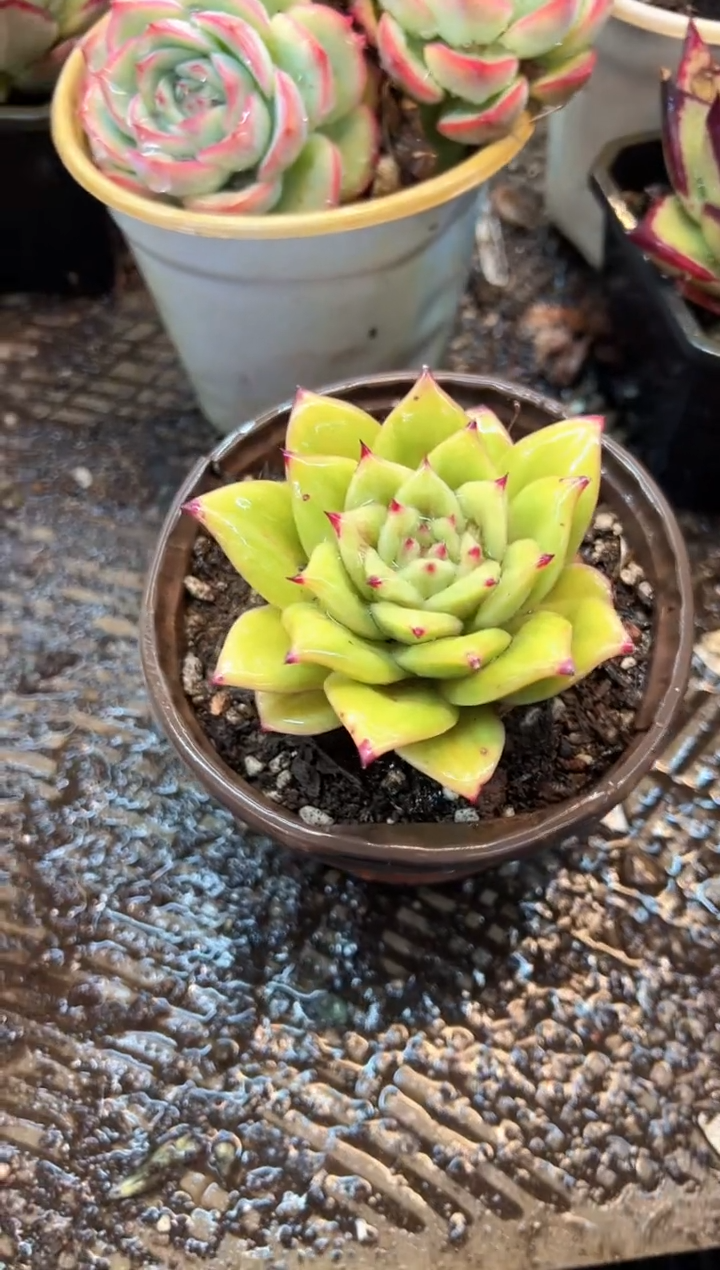 千*.多肉植物一物一拍25526