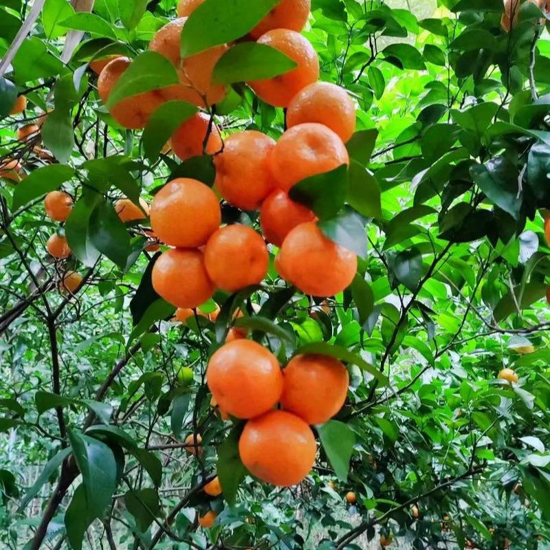 四会砂糖橘果树成都发货