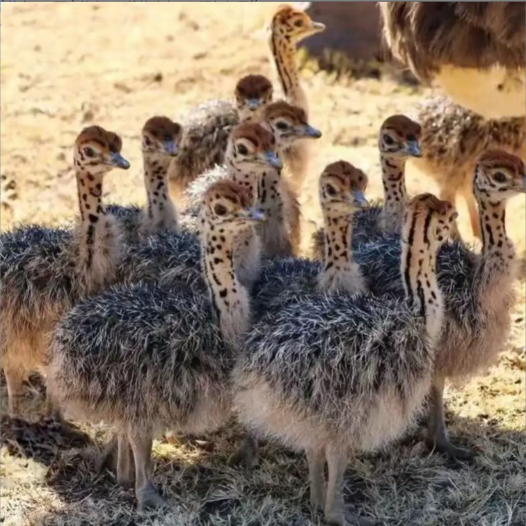 出壳45天宠物鸟顺丰发货包邮