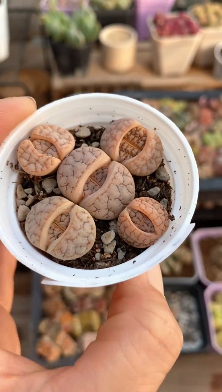 【闪购商品】6581直播一物一拍