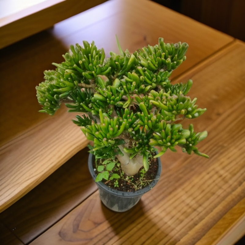 4年吸财树老桩 多肉植物室内外 花卉绿植 招财纳福