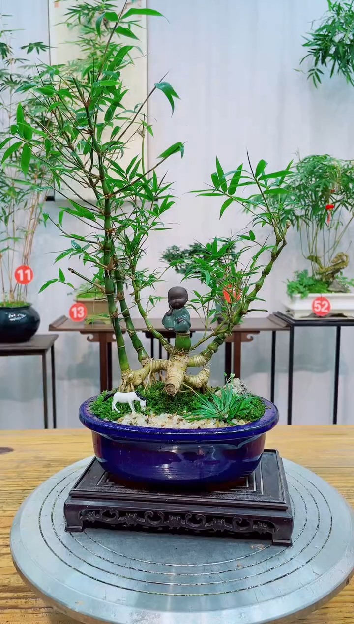 【闪购商品】竹子盆景竹子盆景