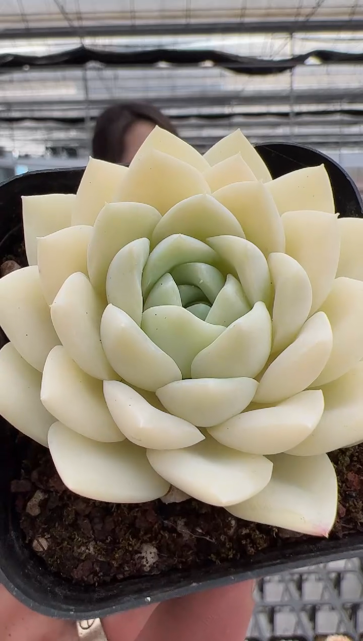 【闪购商品】新款-38