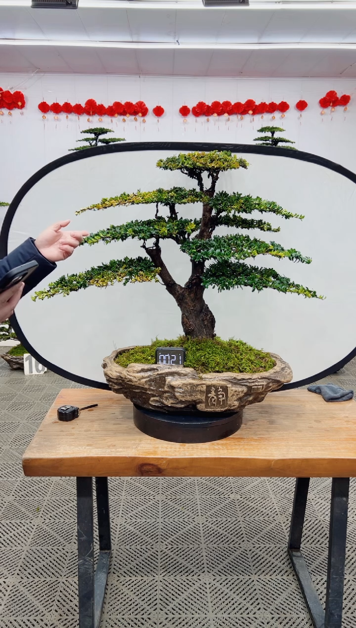 【闪购商品】盆景盆景