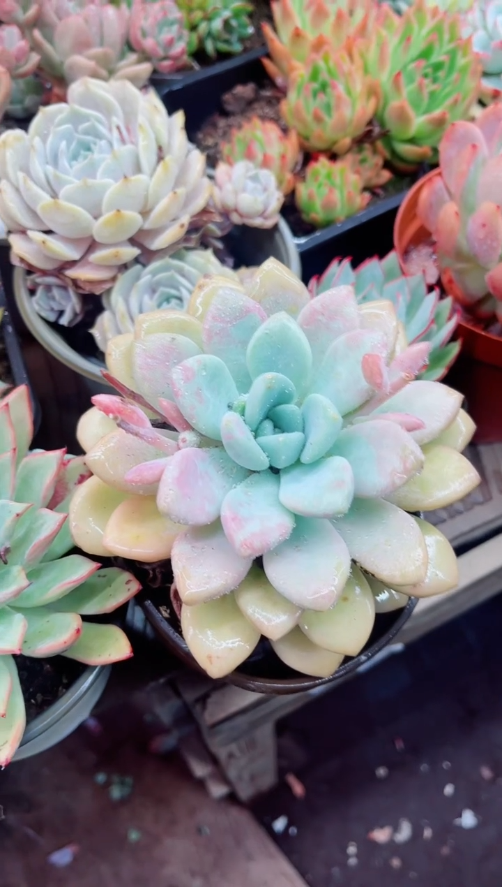 01009多肉植物一物一拍