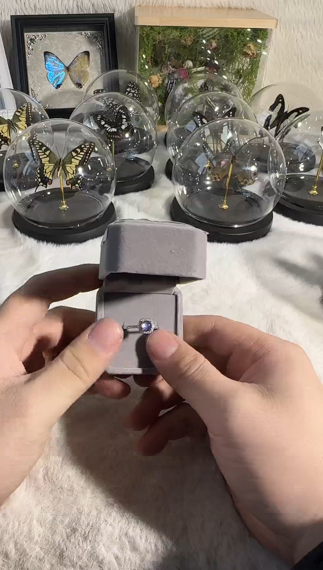 有机玻璃闪蝶戒指2号