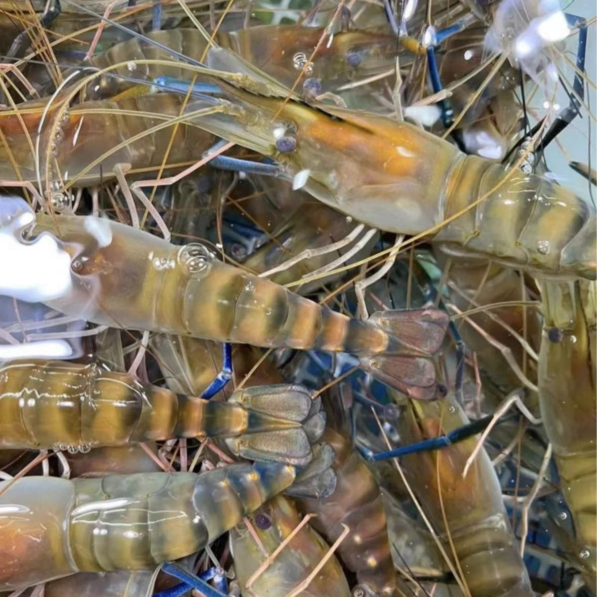 （罗氏虾）打氧配送 配送途中会出现部分缺氧死亡情况 介意慎拍