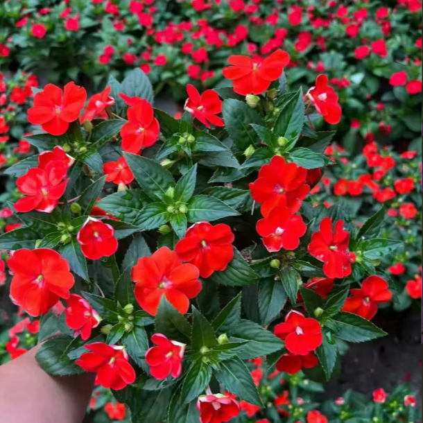 凤仙花超级大凤仙盆栽云南基地直发耐高温庭院露台好养 