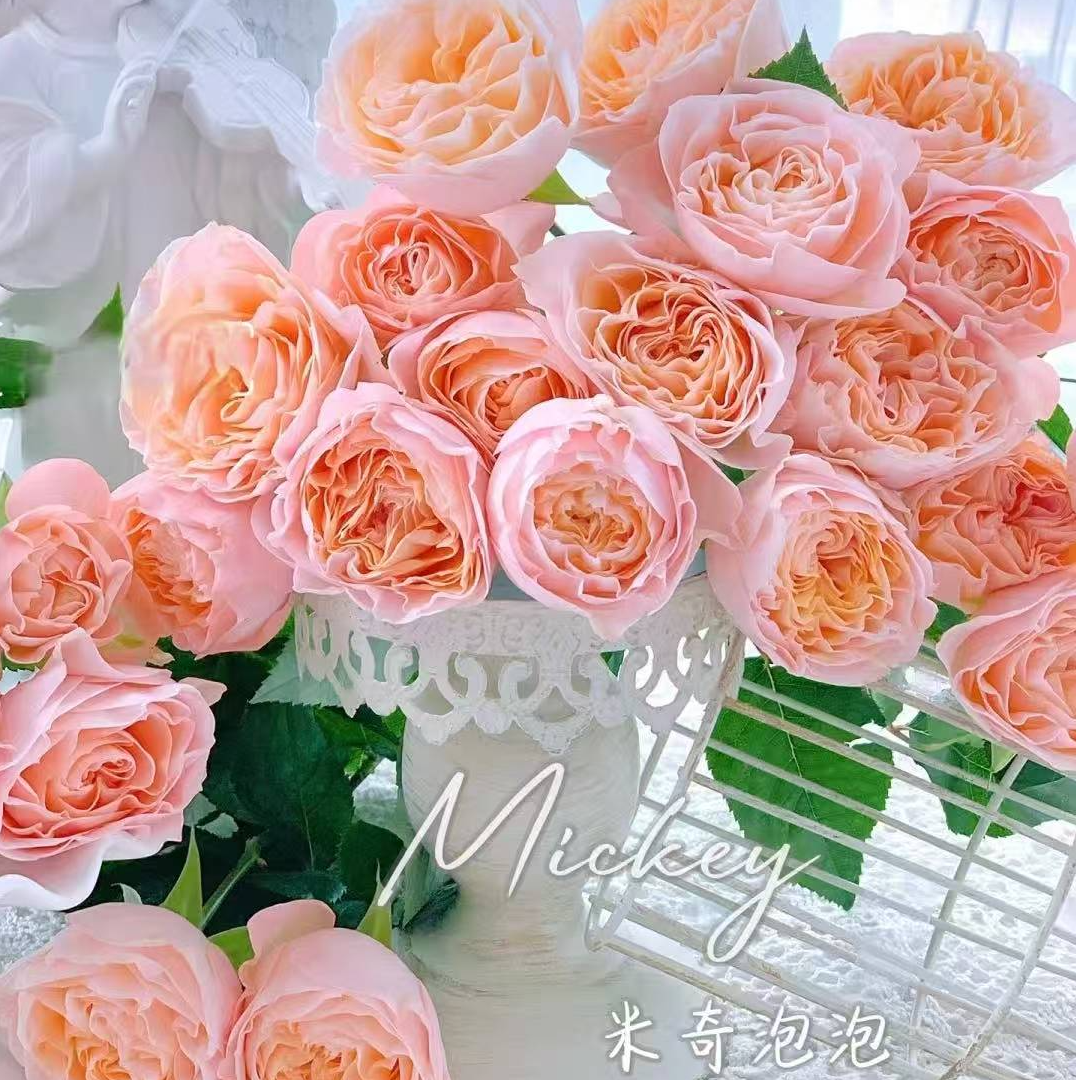  【玫瑰】米奇多头玫瑰——#鲜花#云南基地直发鲜花