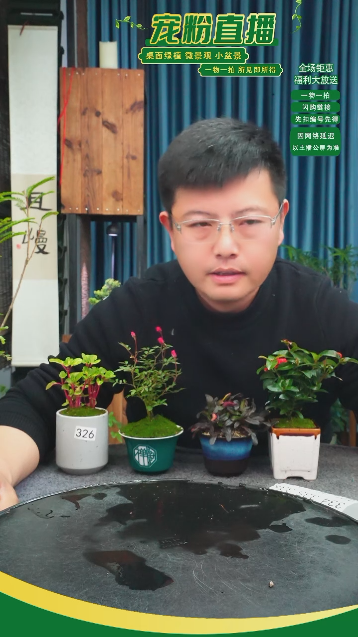 无花朵青****?苔藓微景观326号