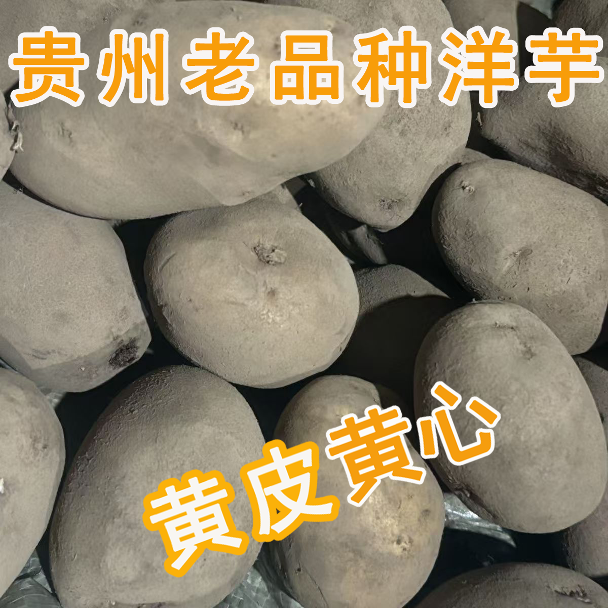 正宗黄心洋芋土豆黄皮土豆大个软糯洋芋马铃薯黄肉土豆黄心