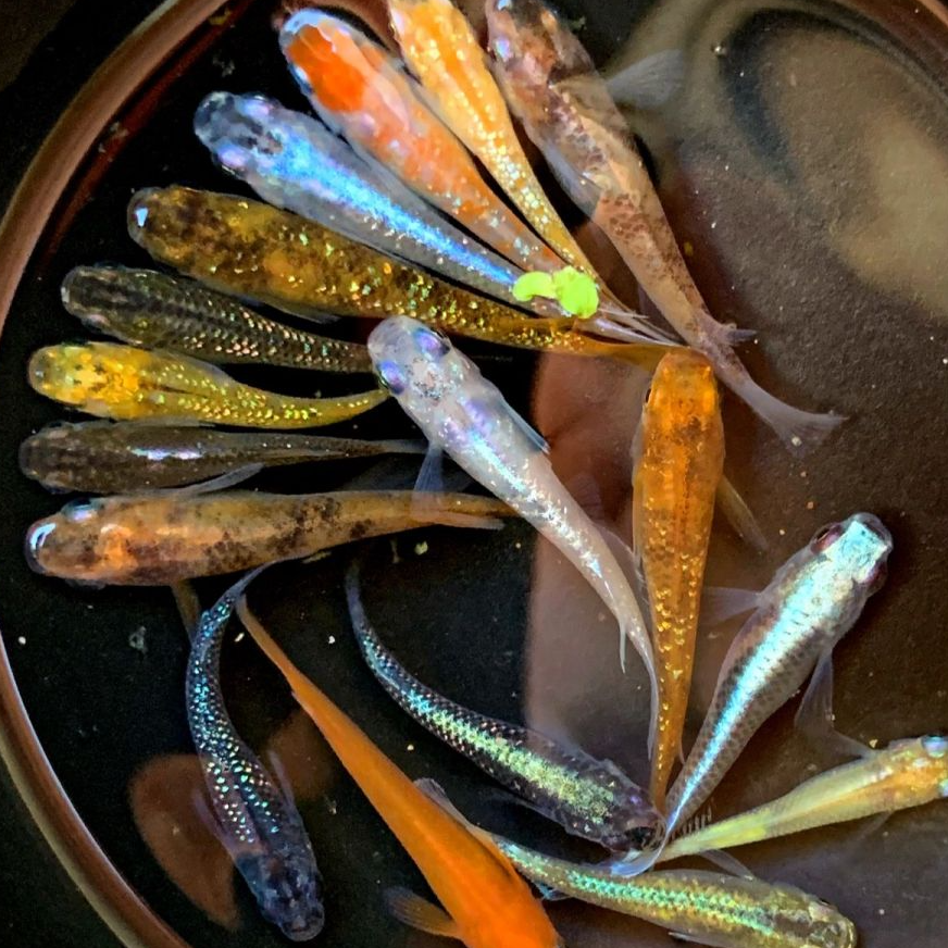 陕西发货观背青鳉饲养小鱼冷水魔法鱼好养耐活不打氧养活体小型鱼