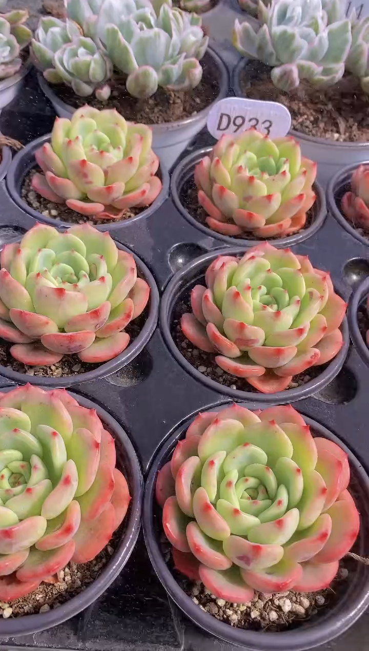 【闪购商品】D933-三文鱼（量拍）