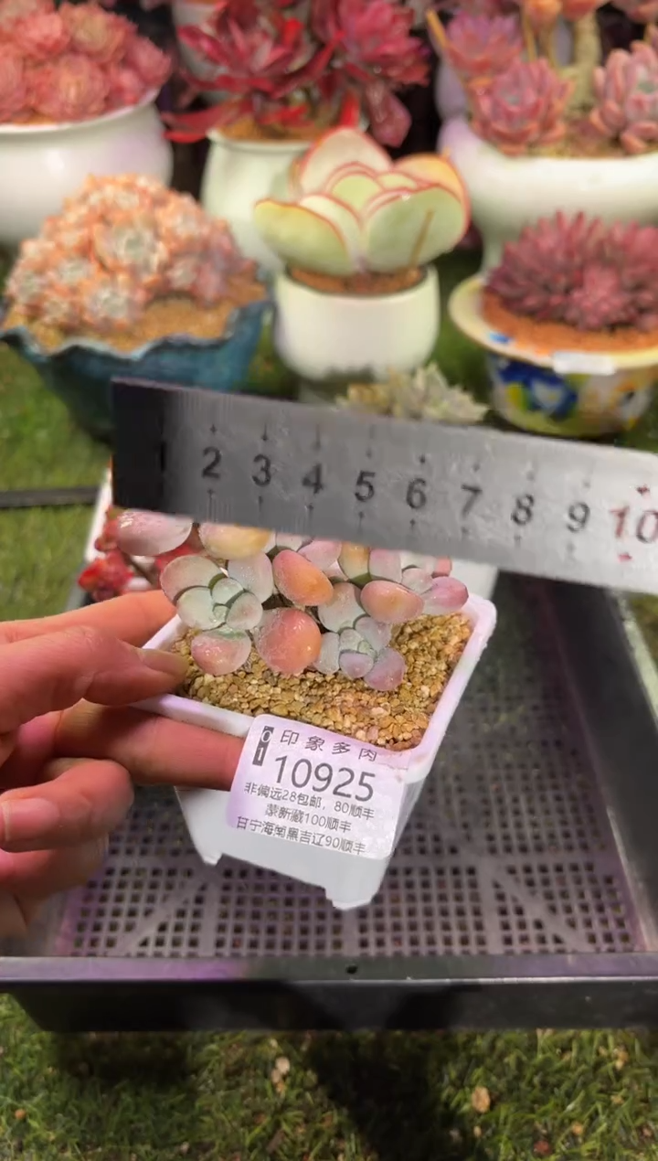 【闪购商品】10925