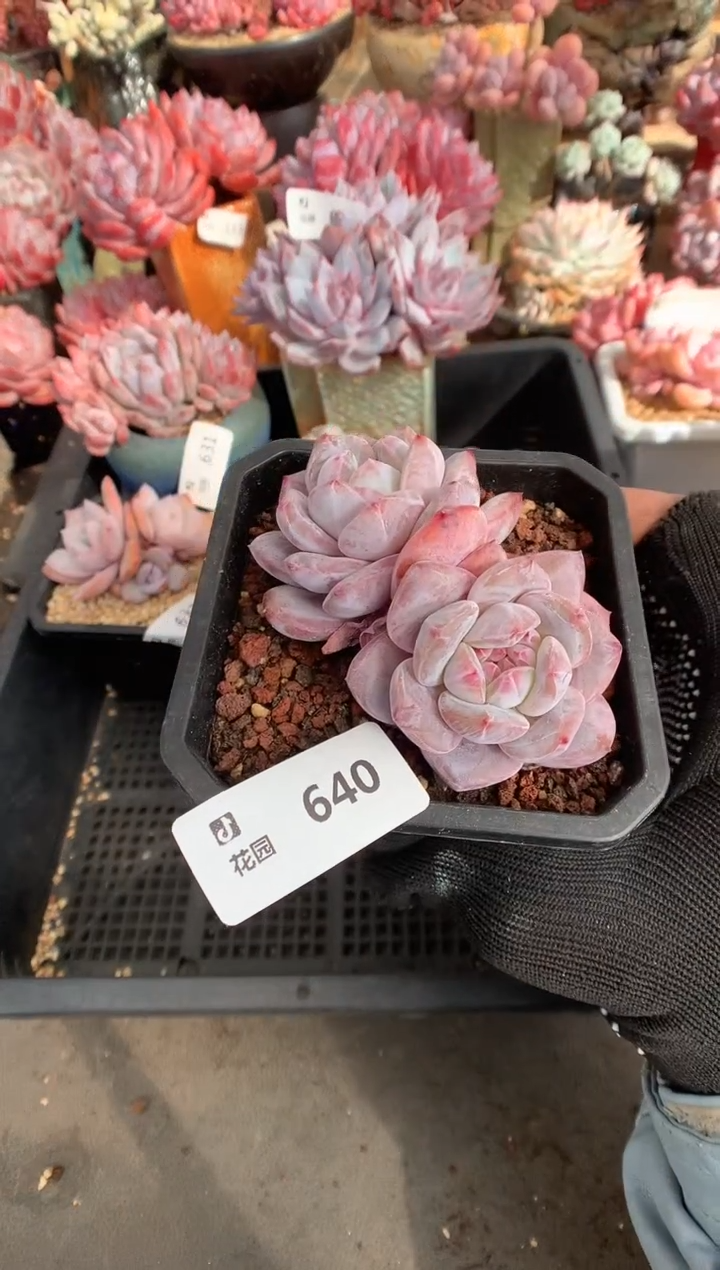 640星影一物一拍