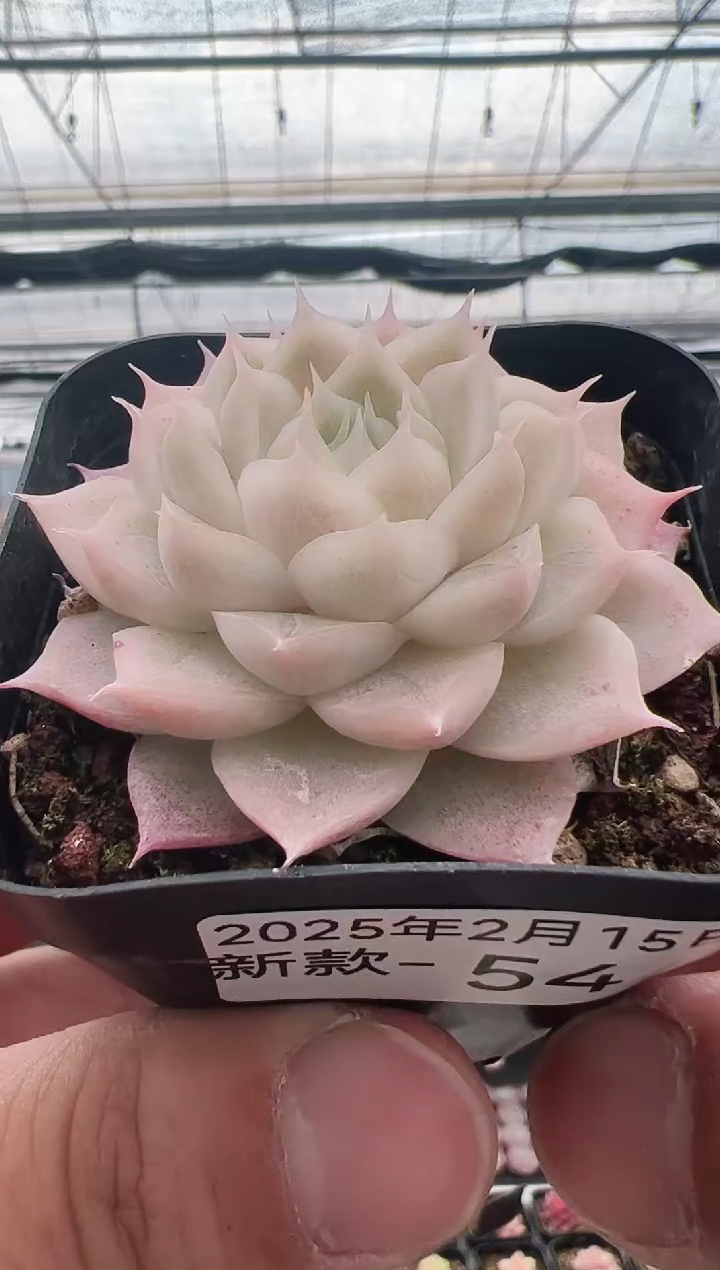 【闪购商品】新款多肉-54