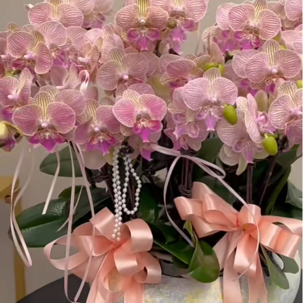 爆花品种2个花剑 【三色堇大舌头】蝴蝶兰花期7个月以上