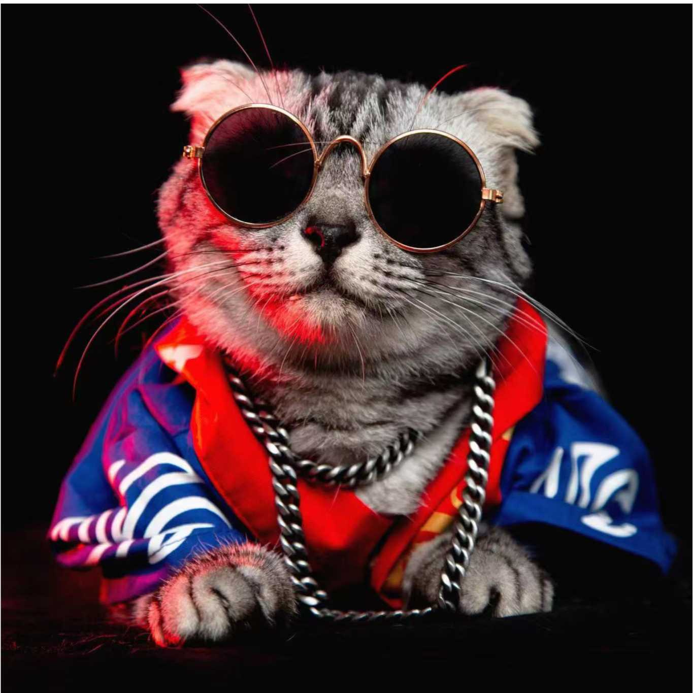 重庆摸凹猫稀有色渐层金渐层蓝金渐层紫金渐层金点蓝金点疫苗齐全