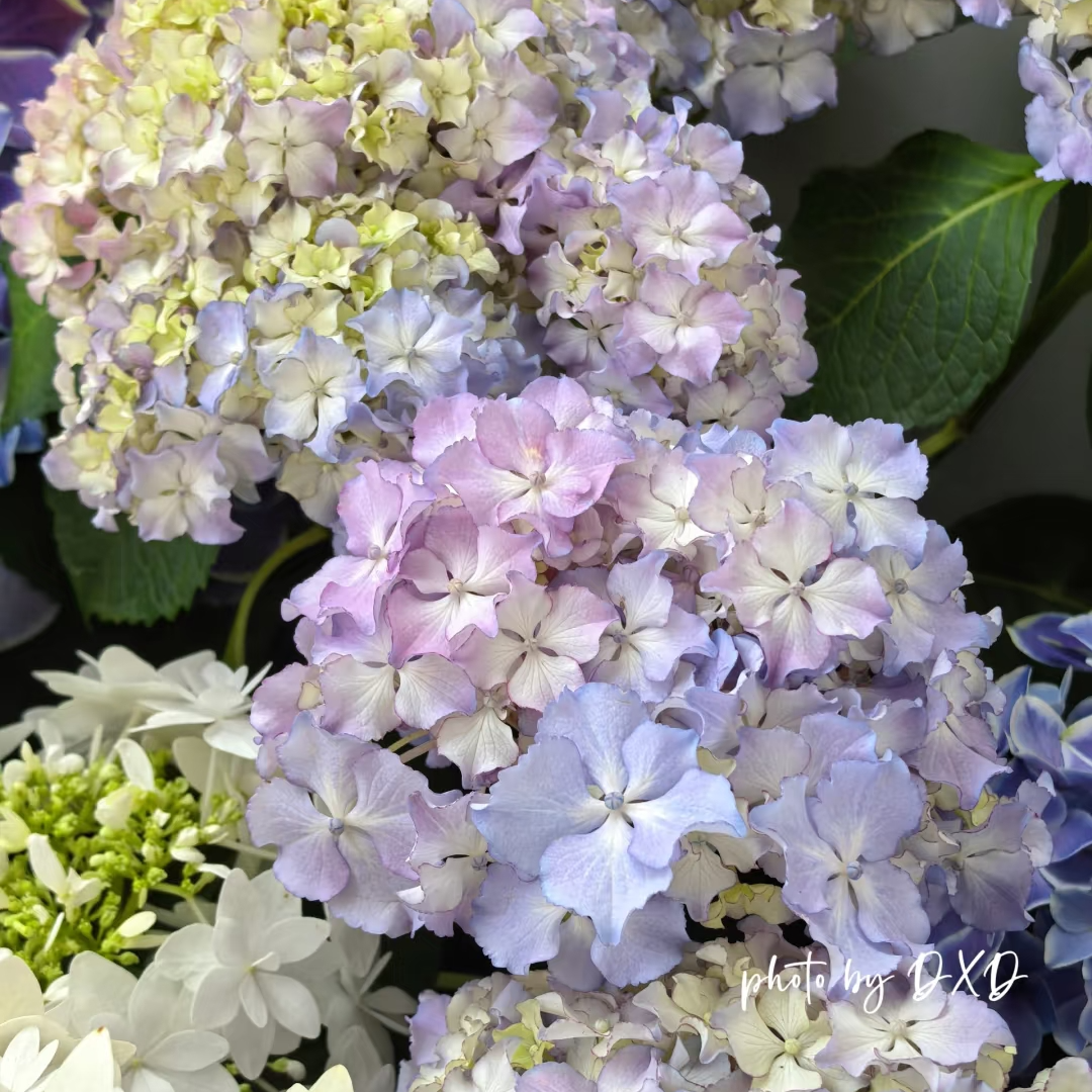 【莱昂】贵州露天绣球，适合地栽盆栽