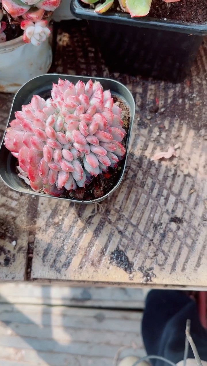 山*跃跃精品多肉29108