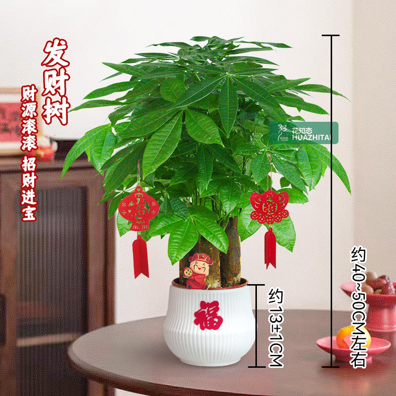 【三杆发财树】耐阴耐旱花卉好养桌面节日送礼绿植物绿植40-50cm