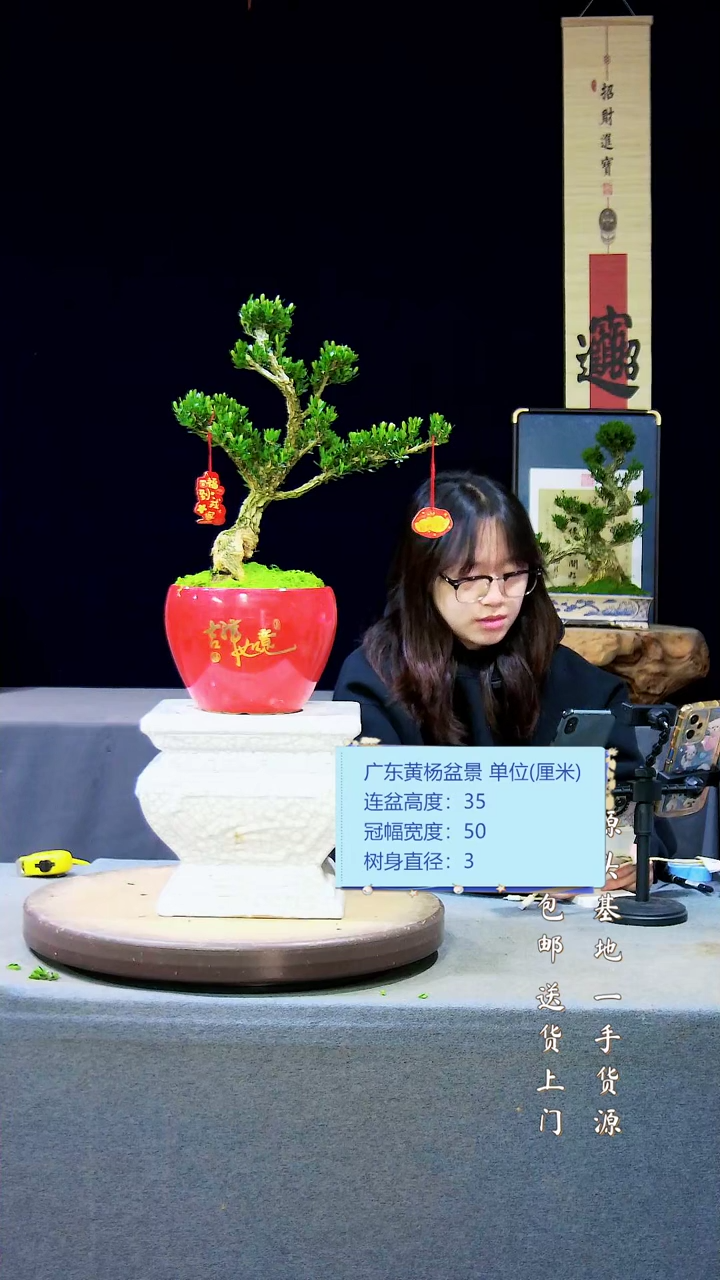 【闪购商品】雀舌黄杨盆景gd雀舌黄杨盆景