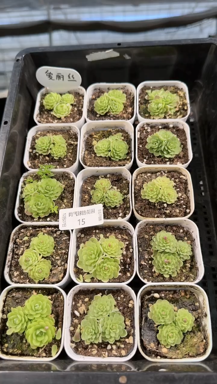  1227-15爱丽丝捕虫堇多肉量拍任意发一颗群生不包整