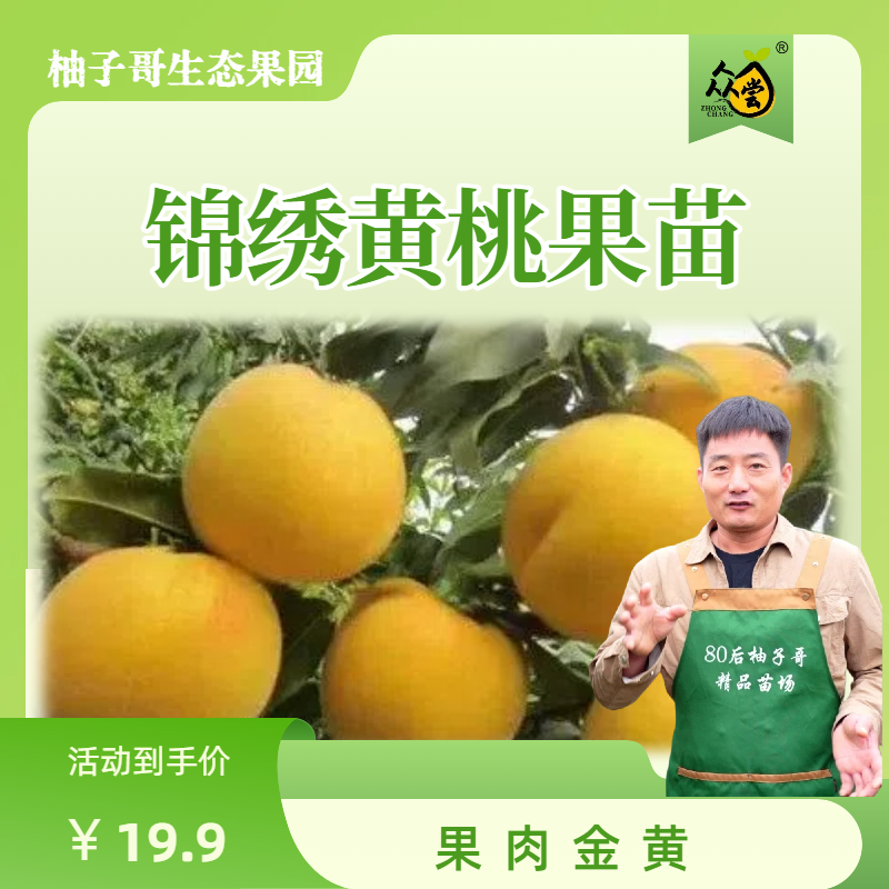 锦绣黄桃果苗 包邮