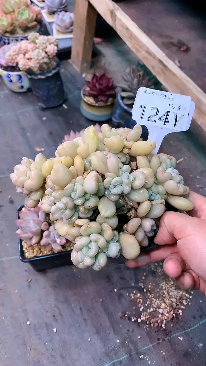 【闪购商品】124YYY