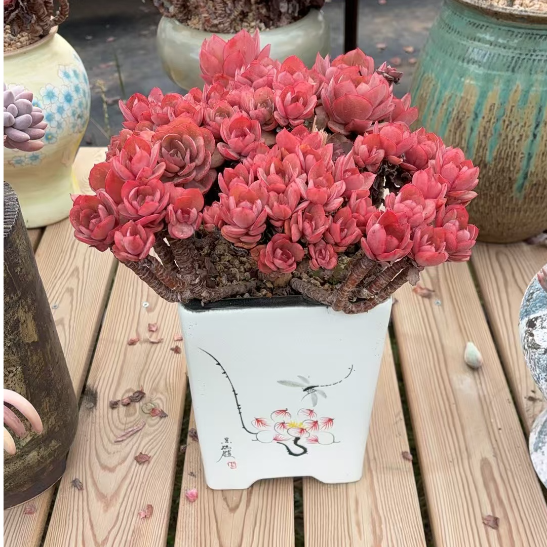 小石头园艺一物一拍寄养包