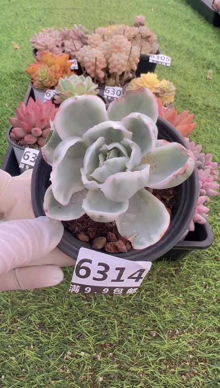 【闪购商品】信福多肉一物一拍