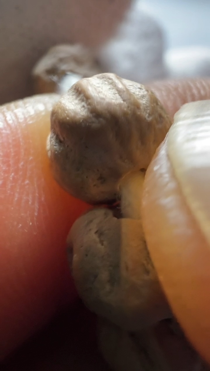 【闪购商品】柏香籽/百香籽吊坠G红皮原桩鬼