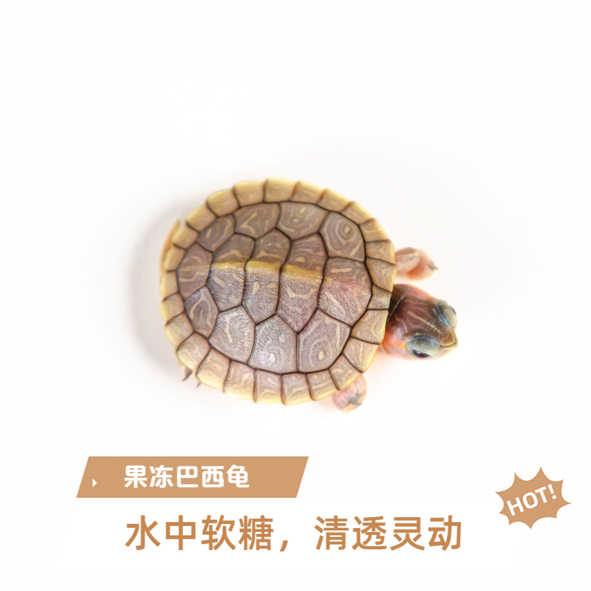 果冻巴西龟 清透灵动水中萌物【躺平龟】