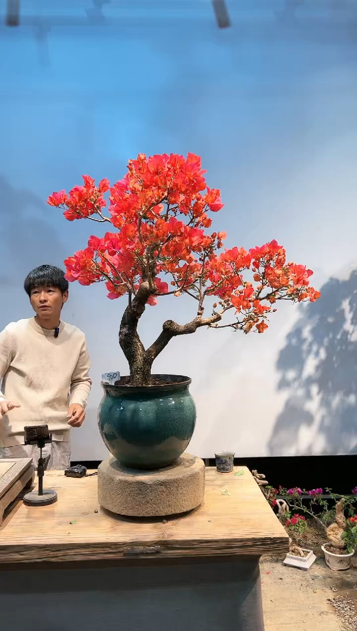 三角梅专场一物一拍20