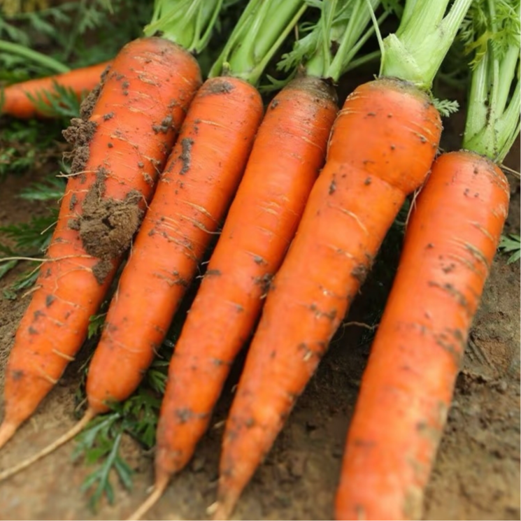 3斤有机胡萝卜新鲜采摘露天种植农场直发湖南优选甜脆精选