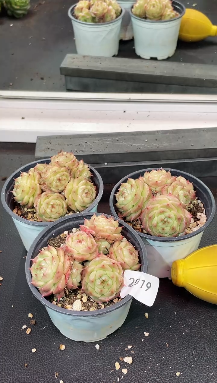 闪购2019  y小胖多肉一颗   