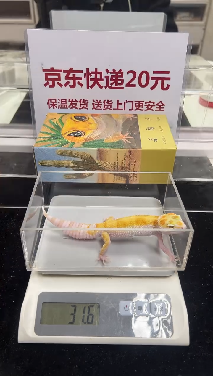 豹纹守宫004豹纹