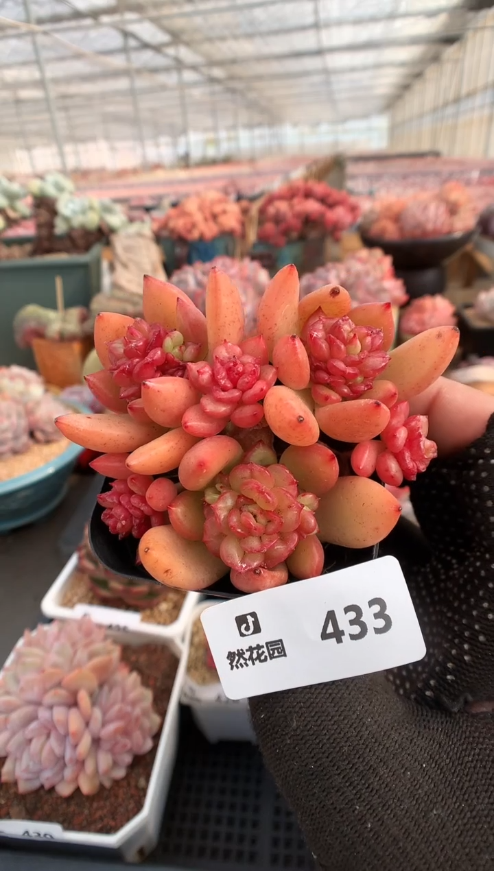 【闪购商品】433苹果花一物一拍