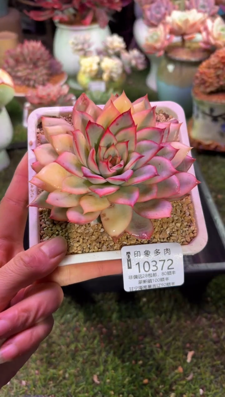 【闪购商品】10372