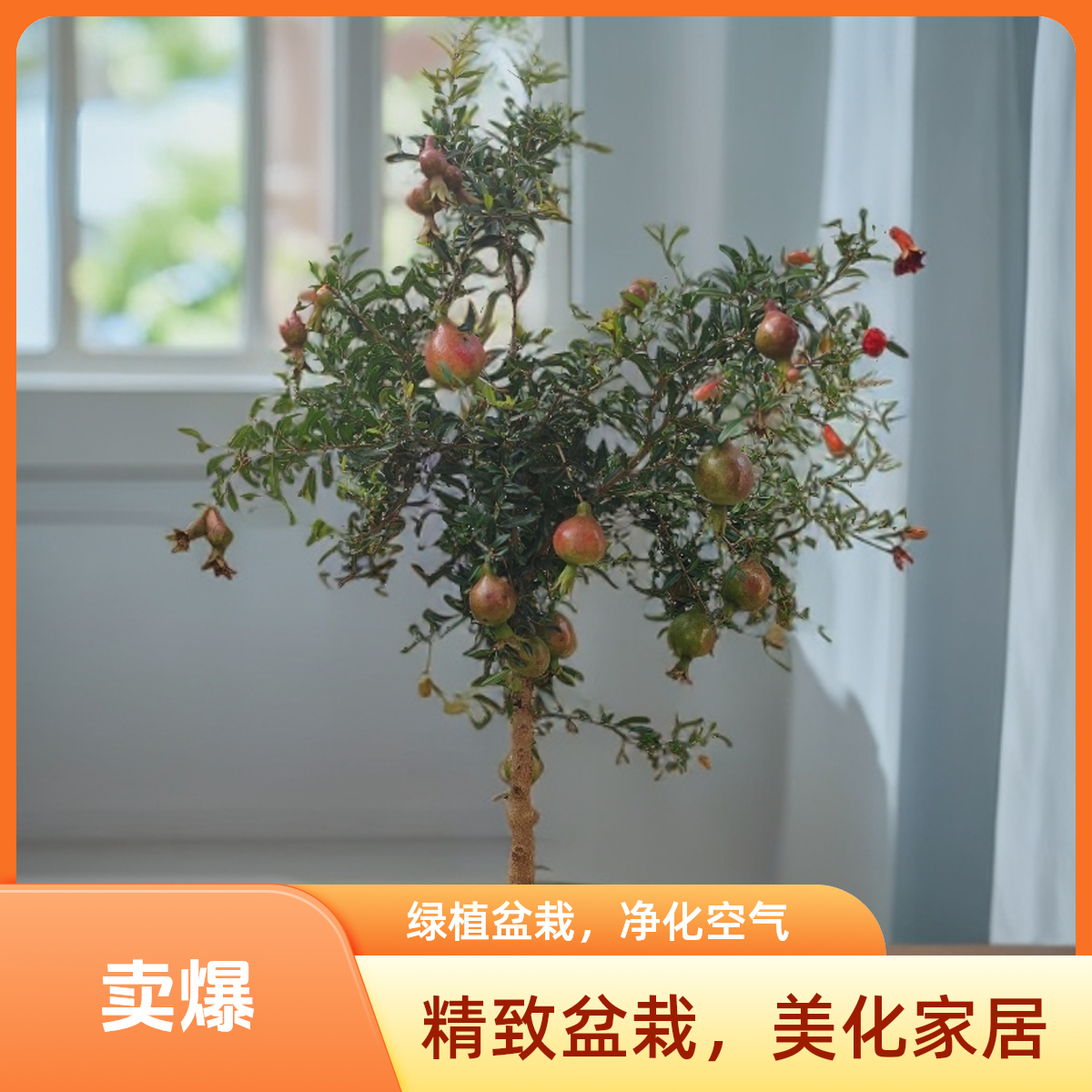 带花苞石榴盆栽观赏石榴观赏盆景室内外好养活花卉绿植