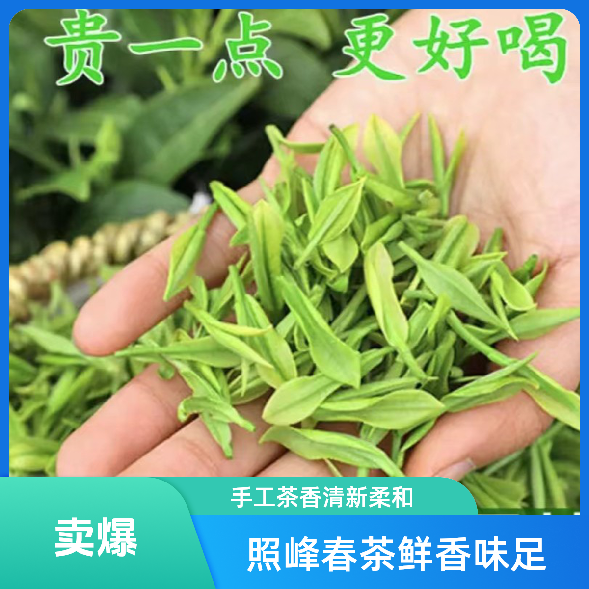 照峰头採手工春茶鲜香味足芽头丰富500克200克日照绿茶清香柔口