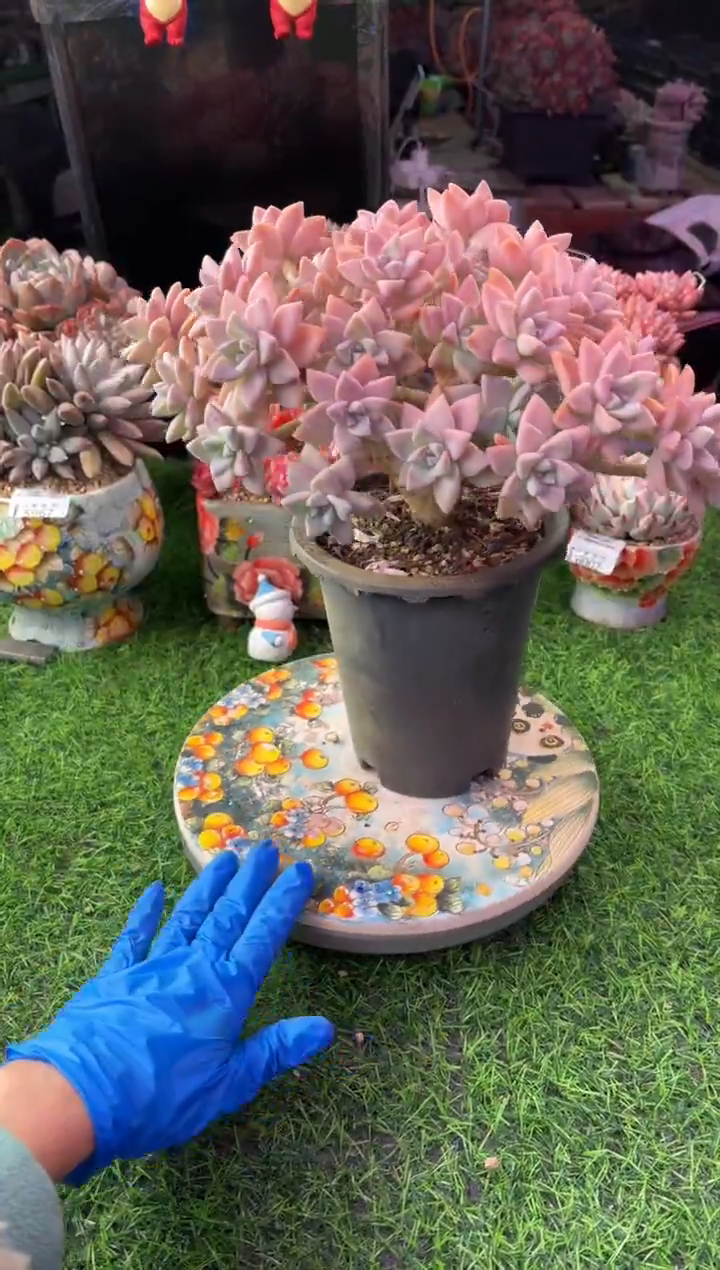 昆明印象多肉6052