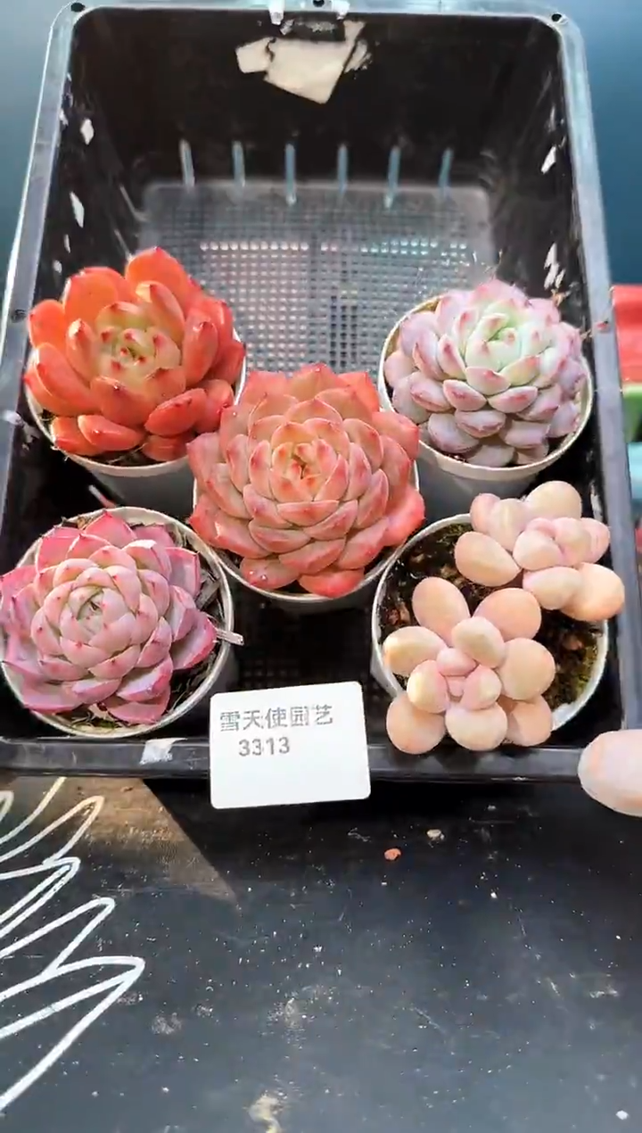 3  313  多肉5  颗 