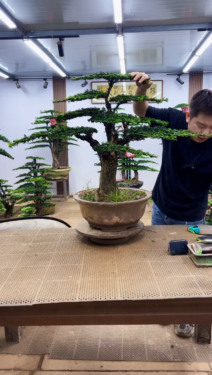 无花朵一物一拍，所见即所得