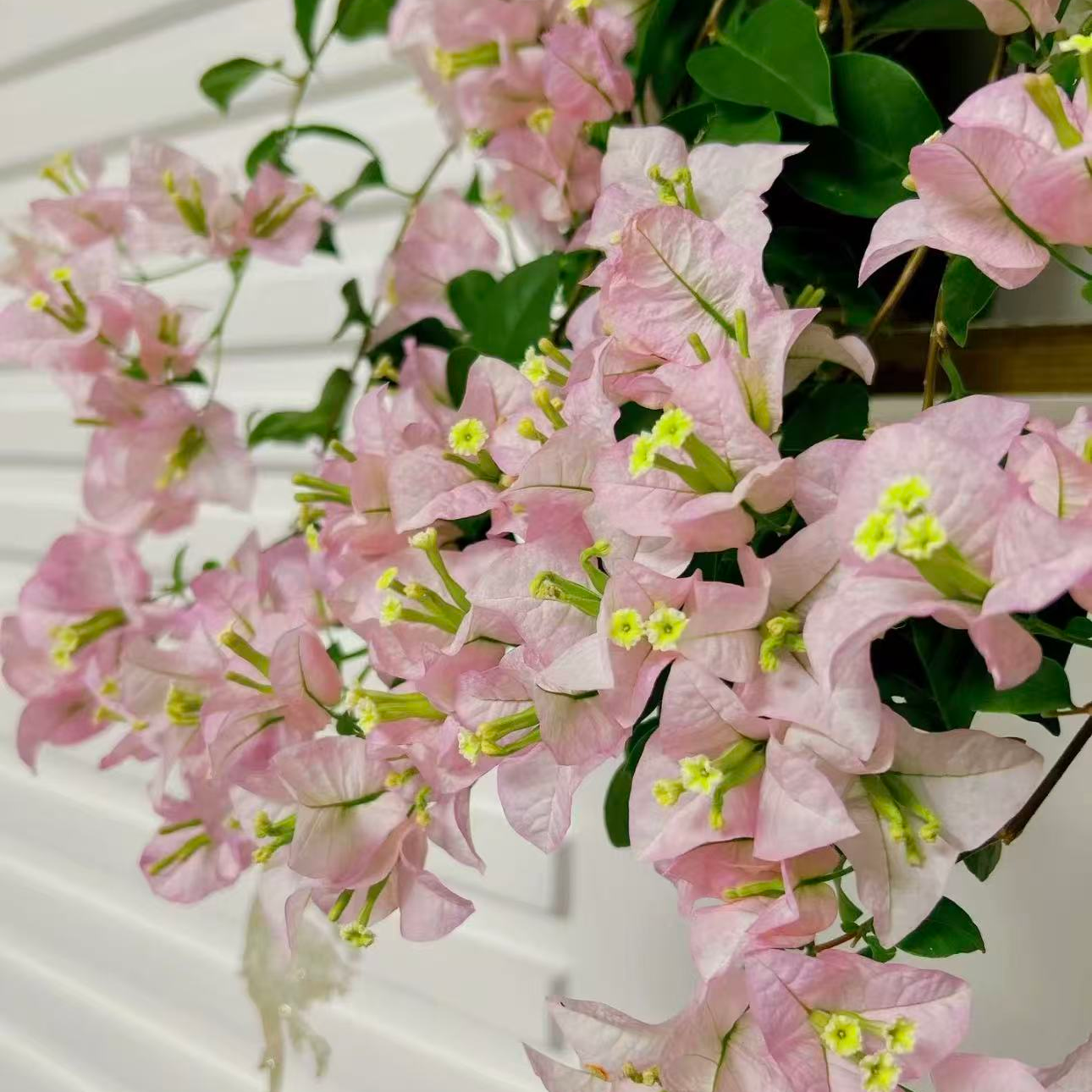 【丽娜】运输中掉花落叶属于正常  不影响成活和种植  介意慎拍