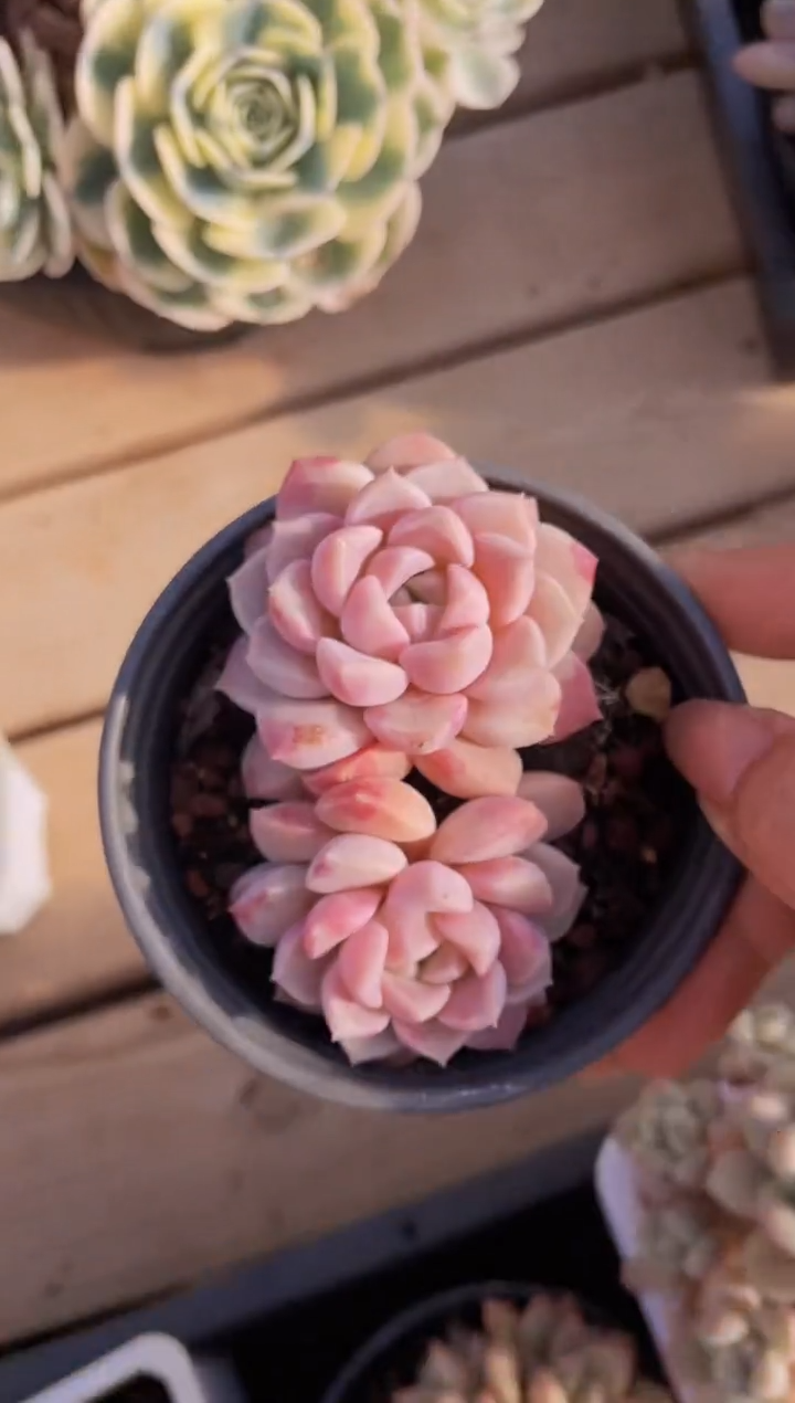 【闪购商品】450波点多肉