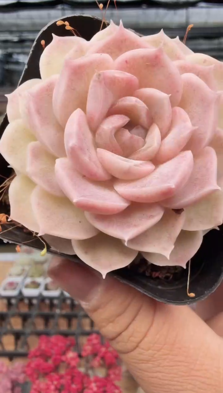 东云多肉园新款-177