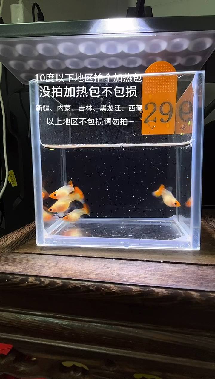 孔雀鱼深海蓝玻璃猫普通体29