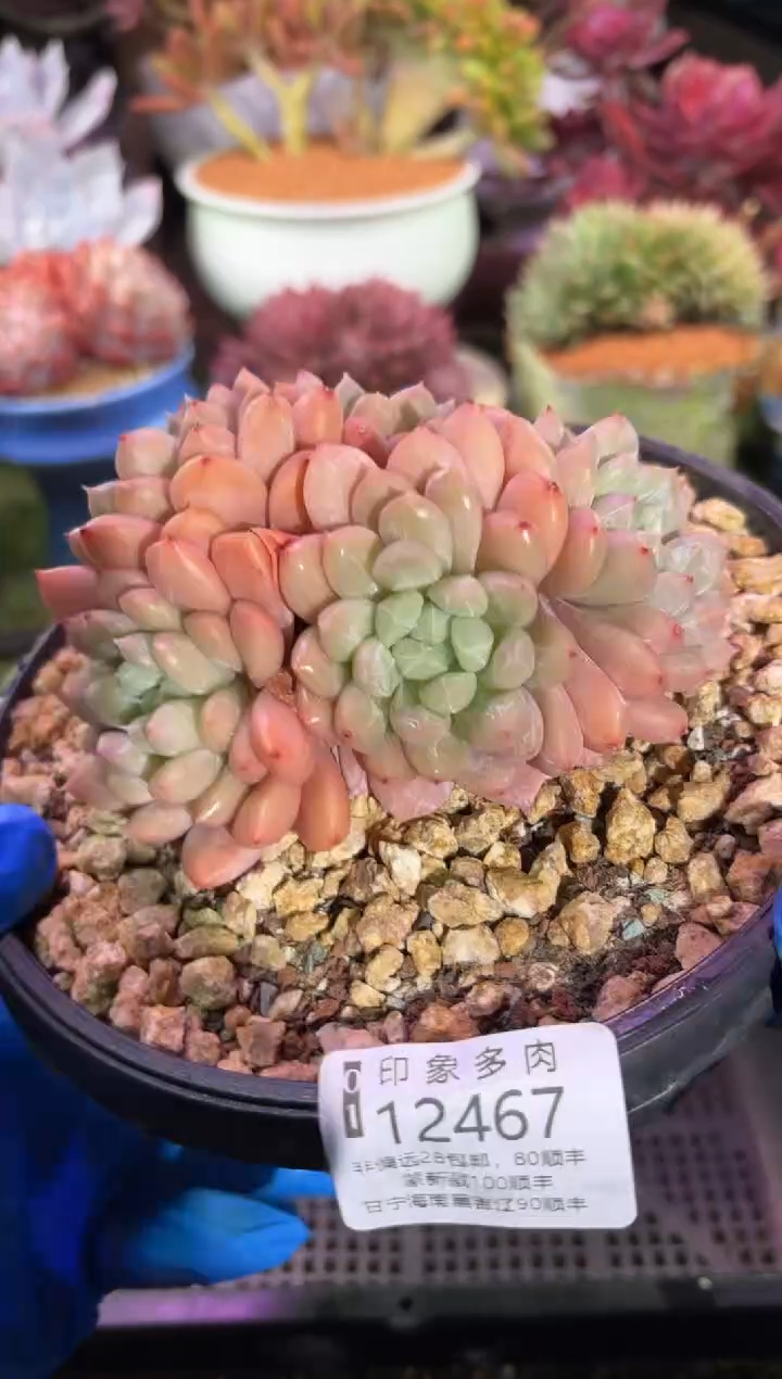 【闪购商品】12467