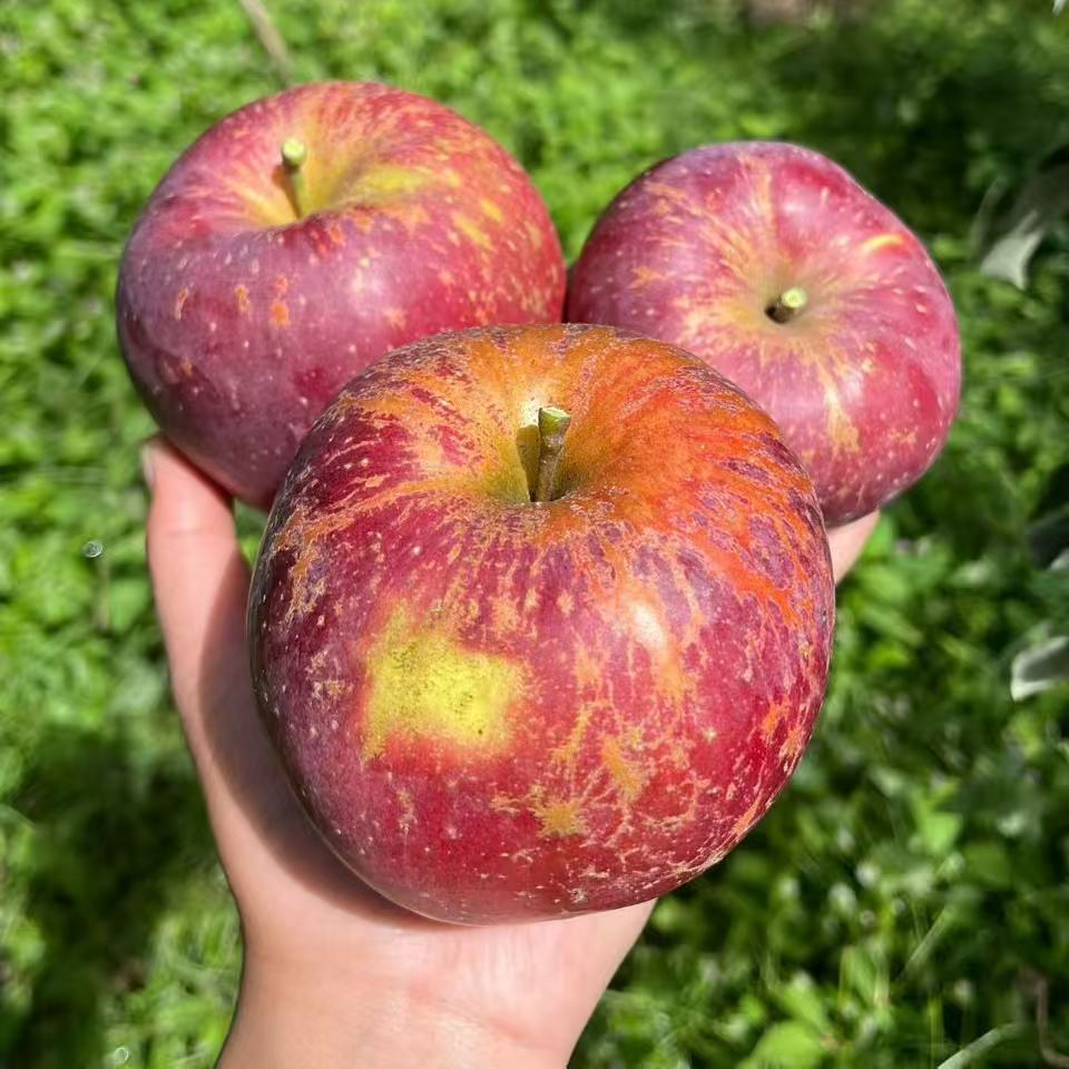 云南昭通丑苹果富士苹果现摘现发果园直发新鲜水果